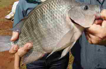 Paraná alcança marca de 273 mil toneladas de peixes em 2025 e lidera produção nacional